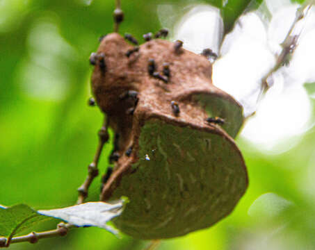 Brachygastra scutellaris (Fabricius 1804)的圖片