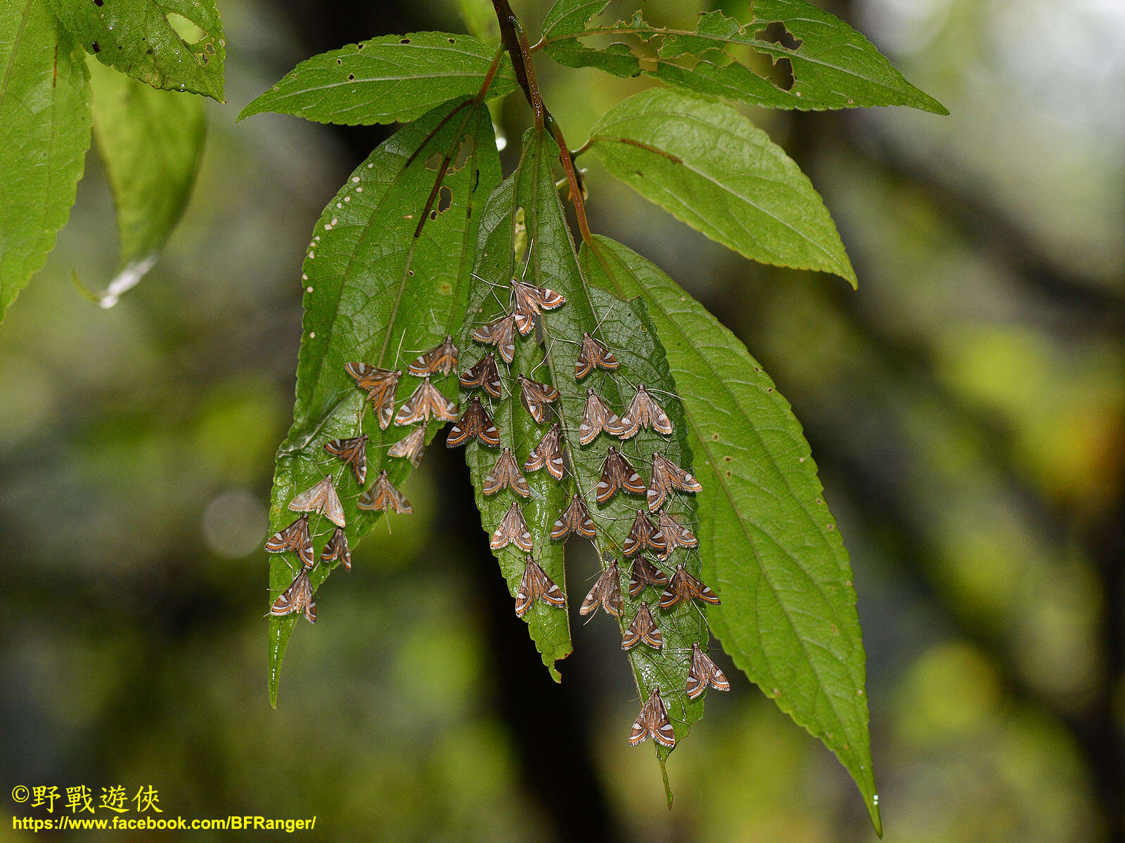 Image of Strepsinoma croesusalis Walker 1859