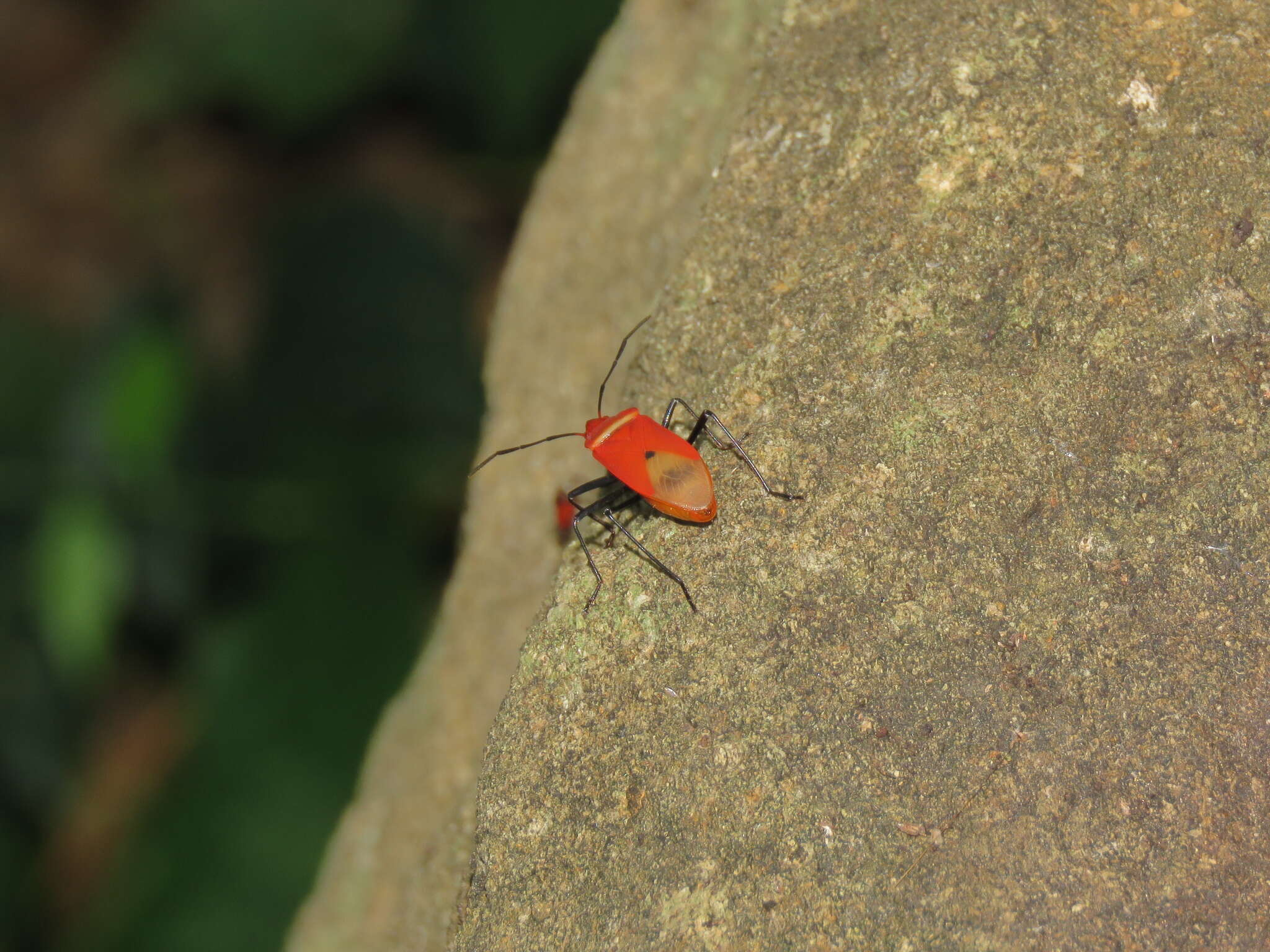 Image of <i>Dindymus rubiginosus</i>