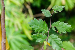 Слика од Zelkova sicula G. Di Pasquale, G. Garfi & P. Quezel