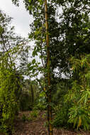 Слика од Zelkova sicula G. Di Pasquale, G. Garfi & P. Quezel