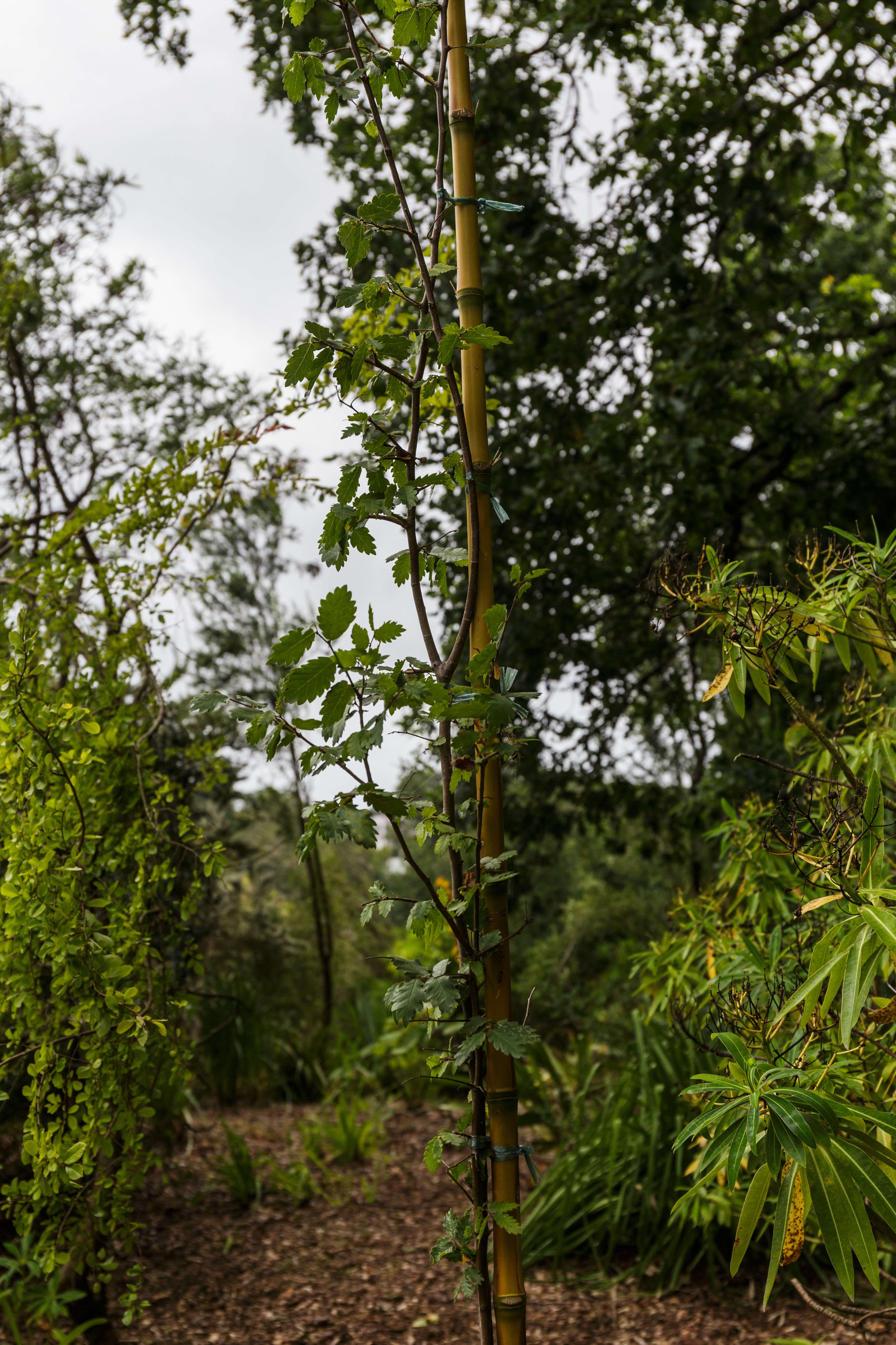 Image de Zelkova sicula G. Di Pasquale, G. Garfi & P. Quezel