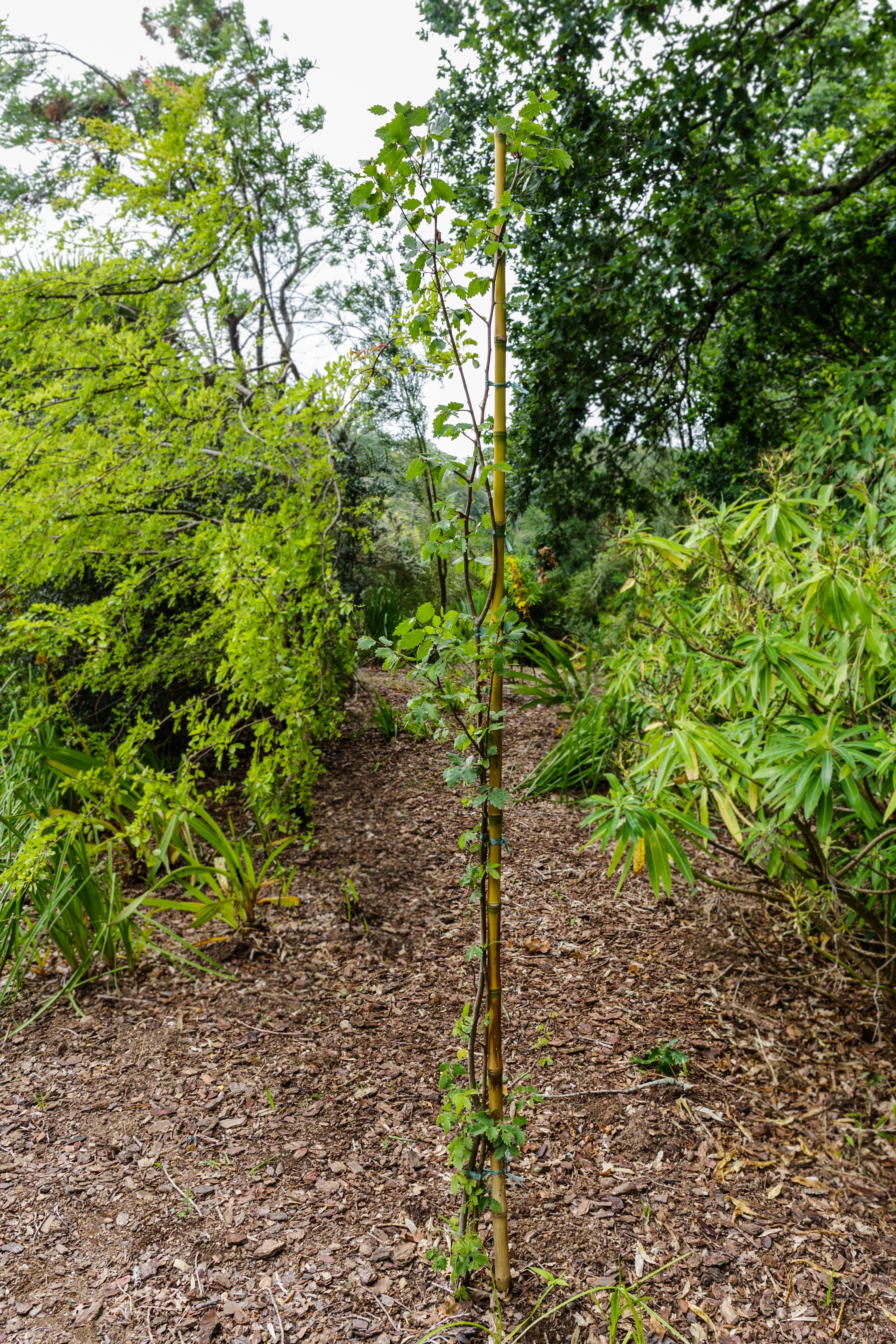 Image de Zelkova sicula G. Di Pasquale, G. Garfi & P. Quezel