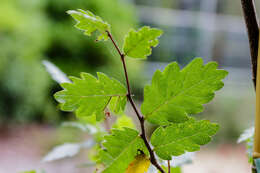 Слика од Zelkova sicula G. Di Pasquale, G. Garfi & P. Quezel