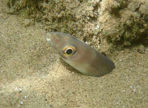 Image of Baleares Conger