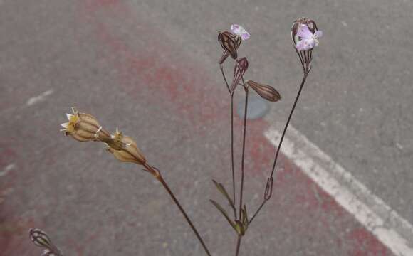 Image de Silene secundiflora Otth