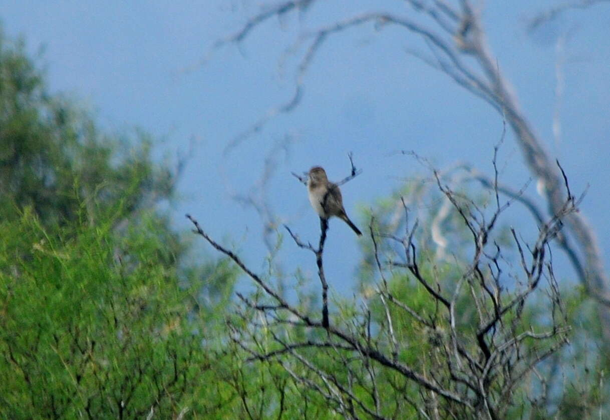 Image of Gray-bellied Shrike-Tyrant