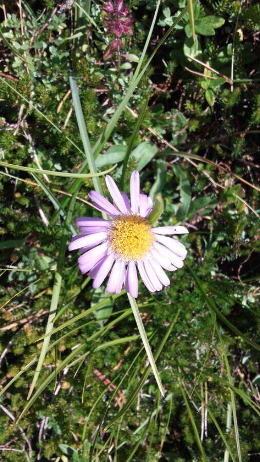 Image of alpine aster