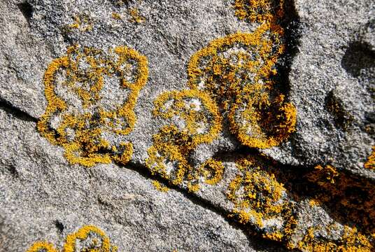 Image of coral orange lichen