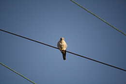 Image of American Kestrel