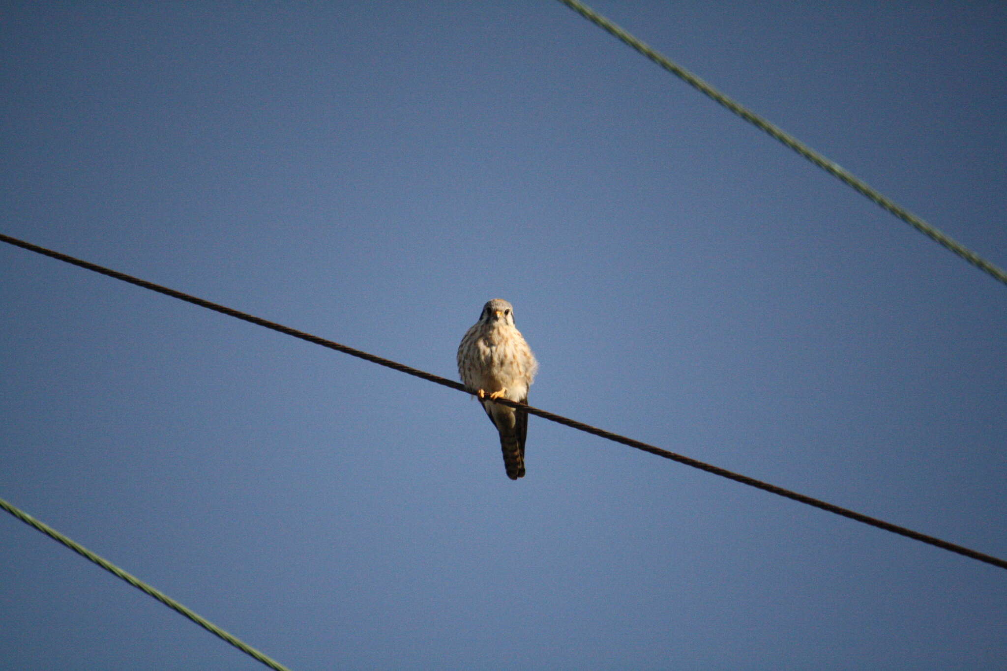 Image of American Kestrel