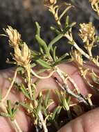 Image of Pteronia pallens L. fil.