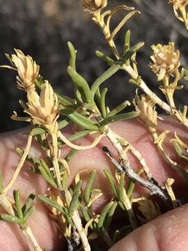 Image de Pteronia pallens L. fil.