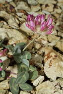 Image of Owyhee clover