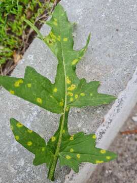 Image of Rust fungus