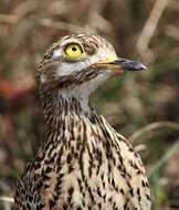 Image of Cape Thick-knee