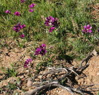 Image of Sparaxis grandiflora subsp. grandiflora