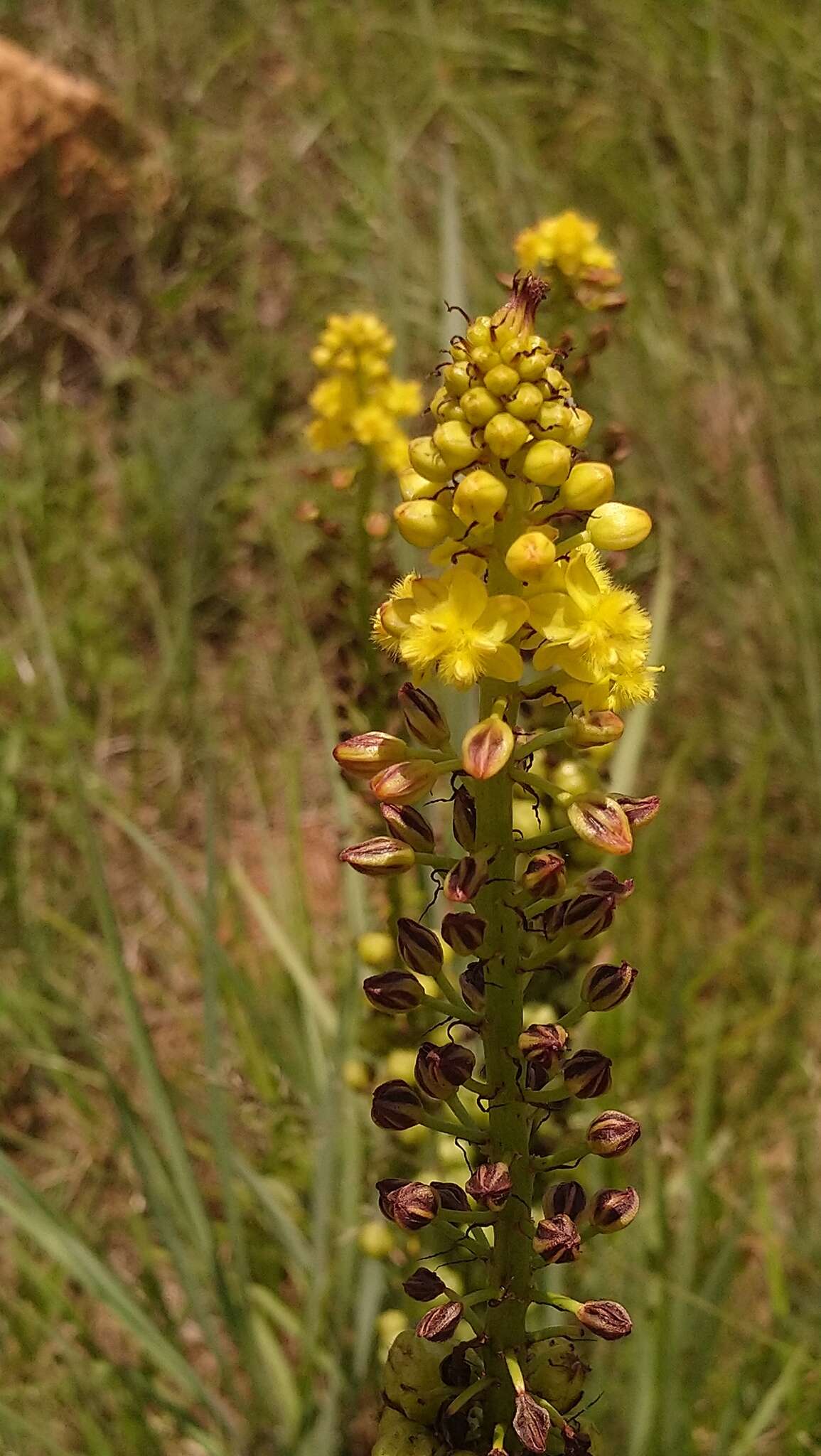 Image of Bulbine angustifolia Poelln.