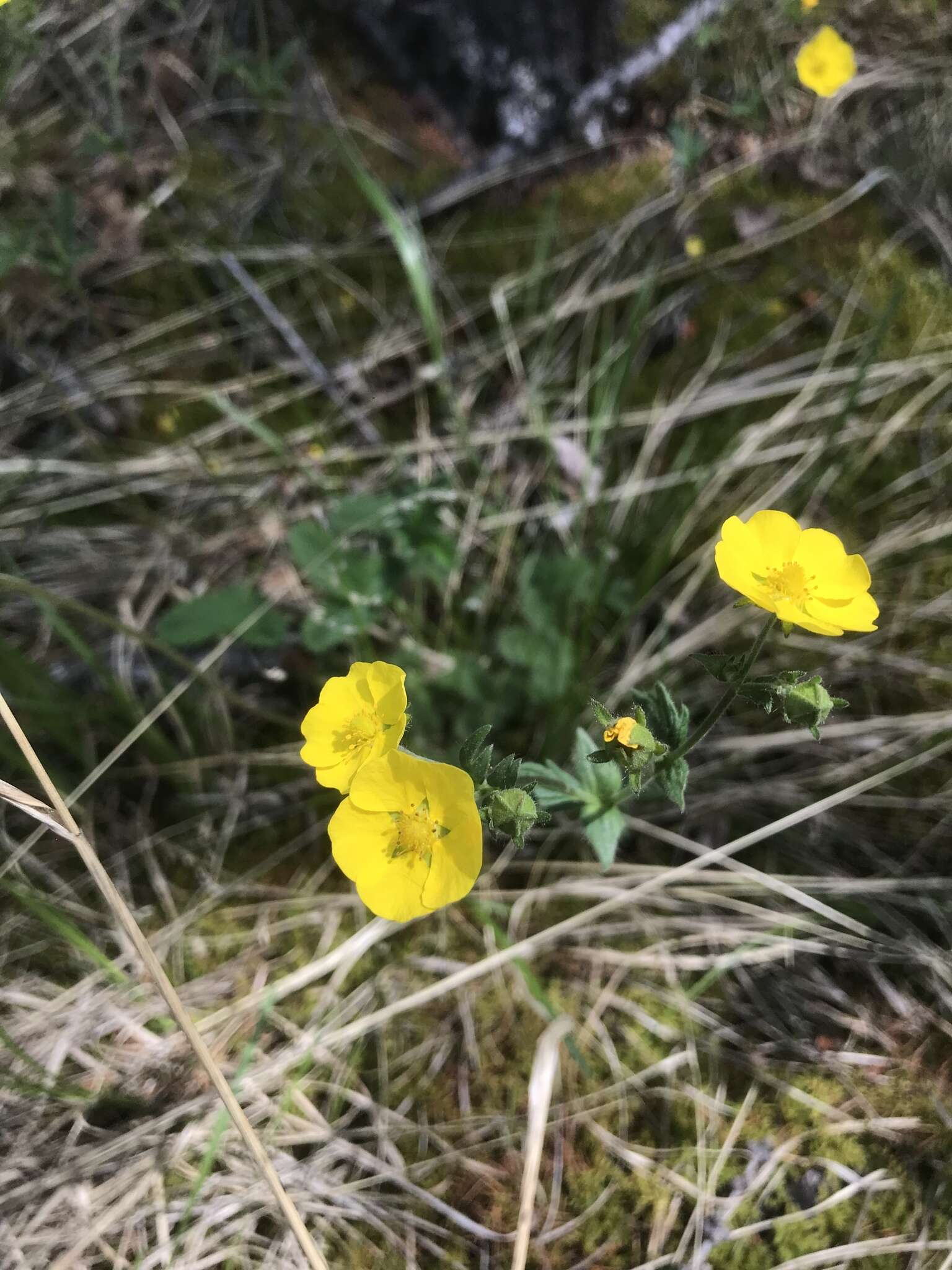 Image of Potentilla nivea var. elongata Wolf