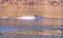 Image of Bolivian river dolphin