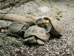 Image of Afghan Tortoise