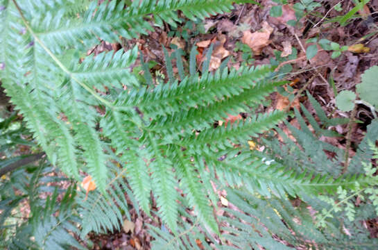 Image of Pteris incompleta Cav.