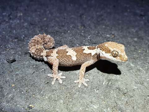 Image of Rough Thick-toed Gecko