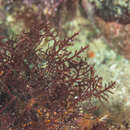 Image of Gelidium capense