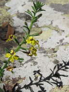 Image of Goodenia heterophylla Sm.