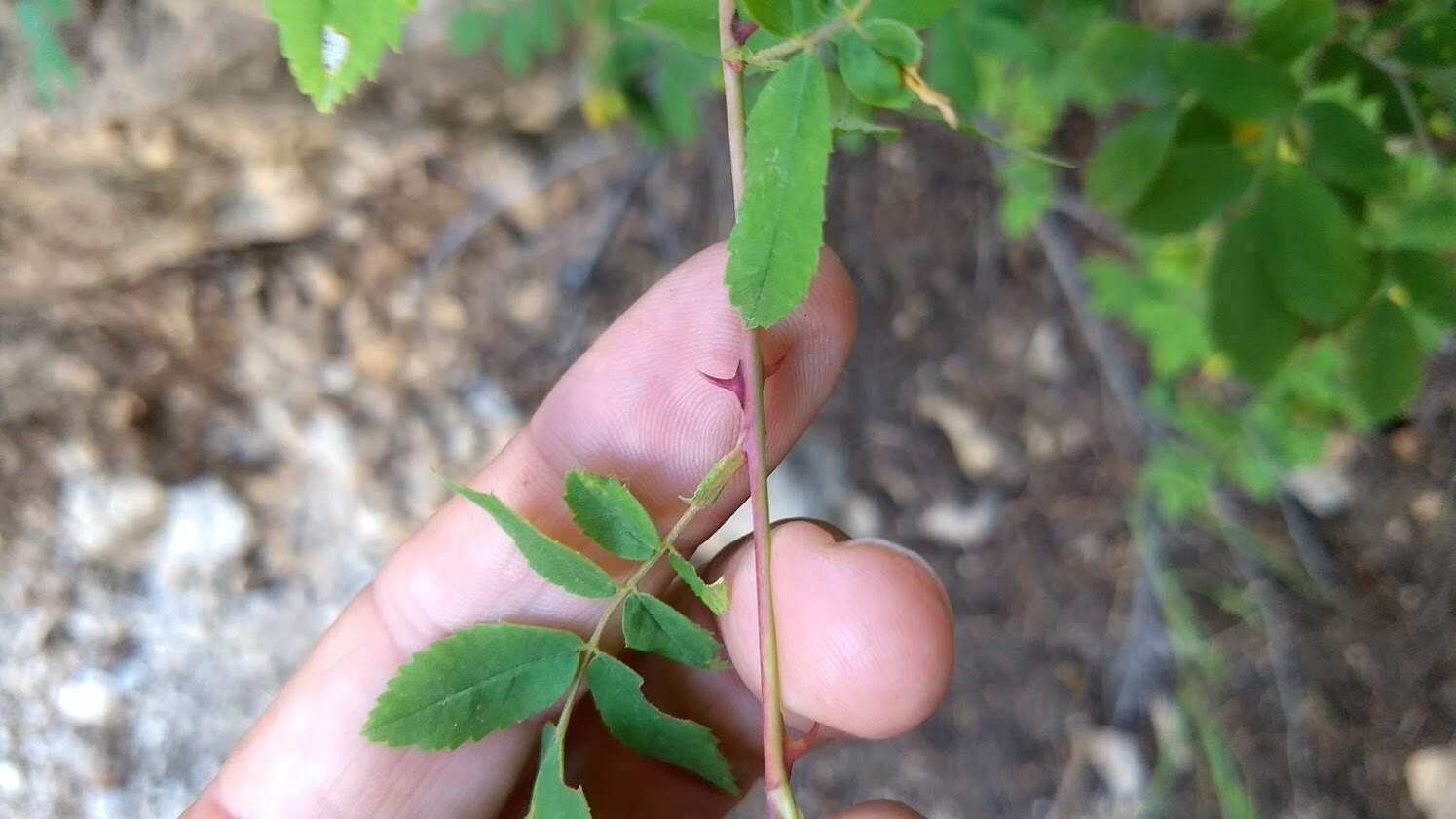 Sivun Rosa woodsii var. ultramontana (S. Wats.) Jeps. kuva