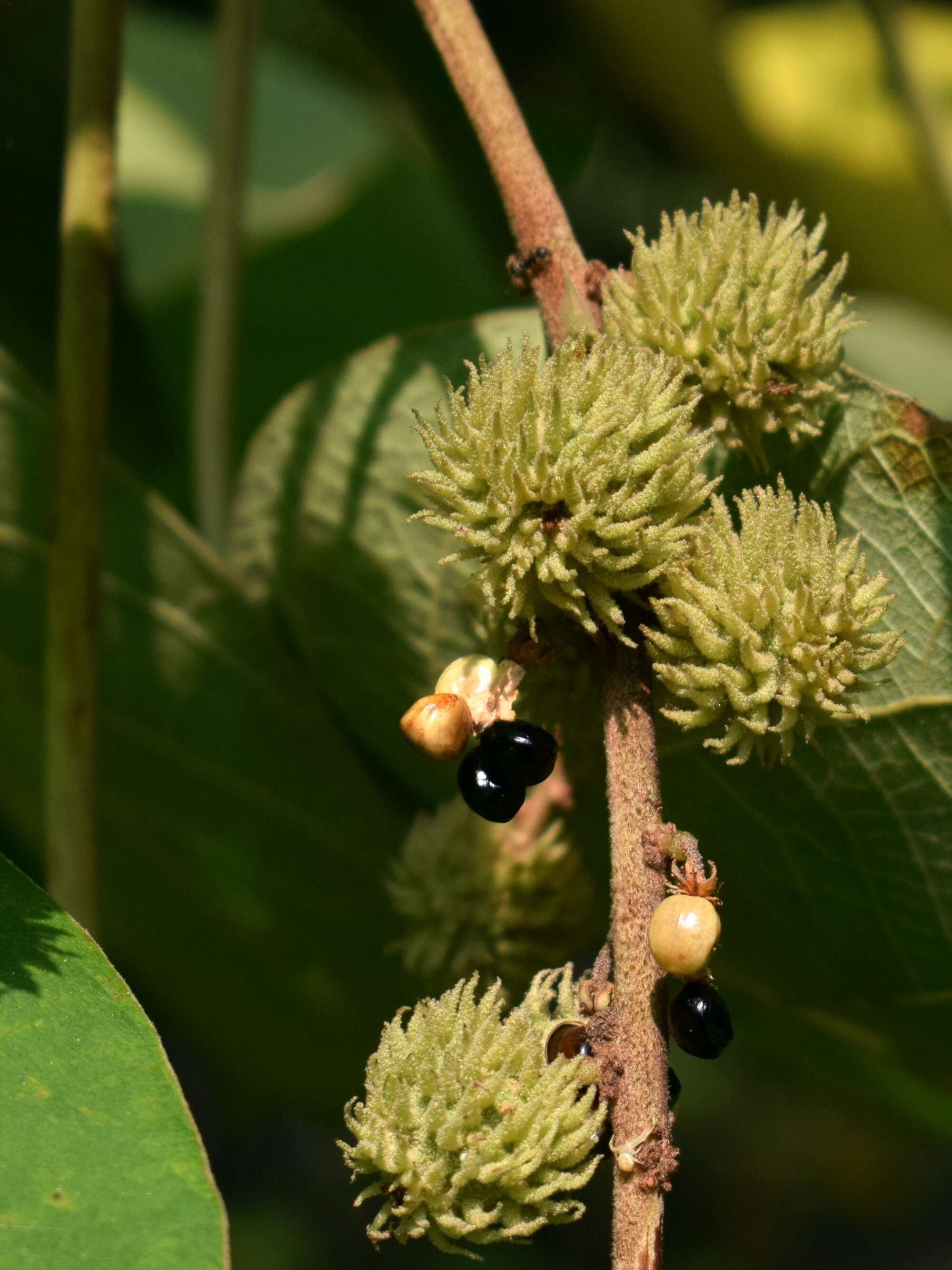 Image of Mallotus mollissimus (Geiseler) Airy Shaw