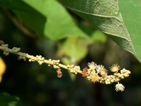 Image de Mallotus mollissimus (Geiseler) Airy Shaw