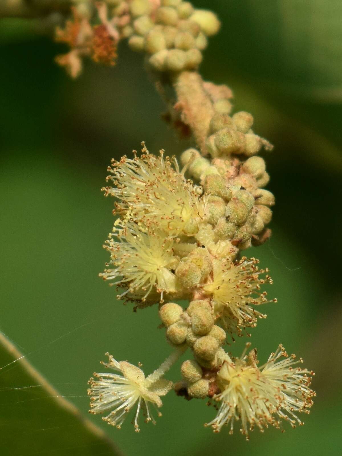 Image of Mallotus mollissimus (Geiseler) Airy Shaw