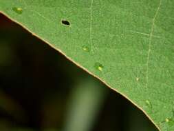 Image of Mallotus mollissimus (Geiseler) Airy Shaw