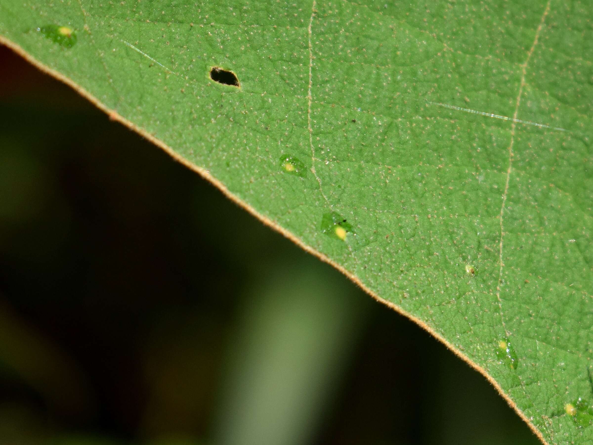 Image of Mallotus mollissimus (Geiseler) Airy Shaw