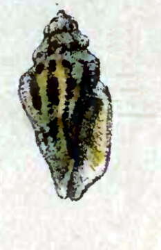 Image of Macteola interrupta (Reeve 1846)