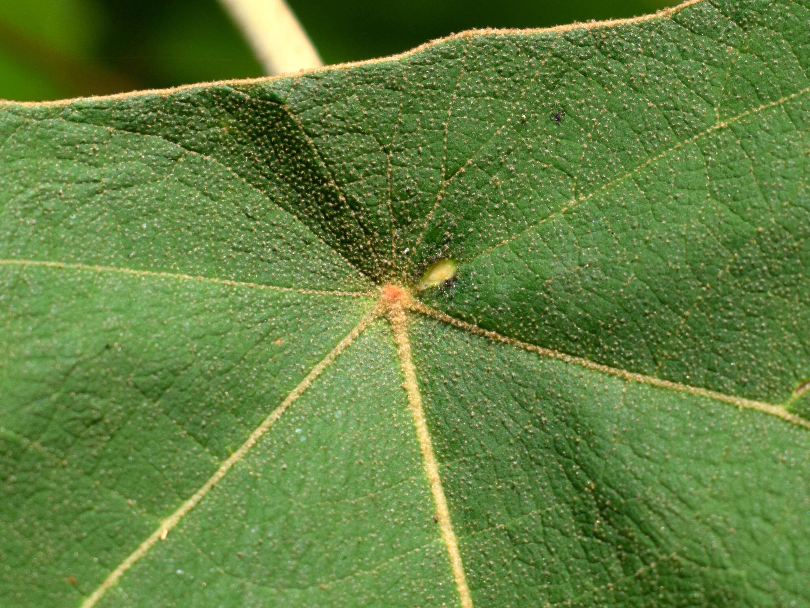 Image of Mallotus mollissimus (Geiseler) Airy Shaw