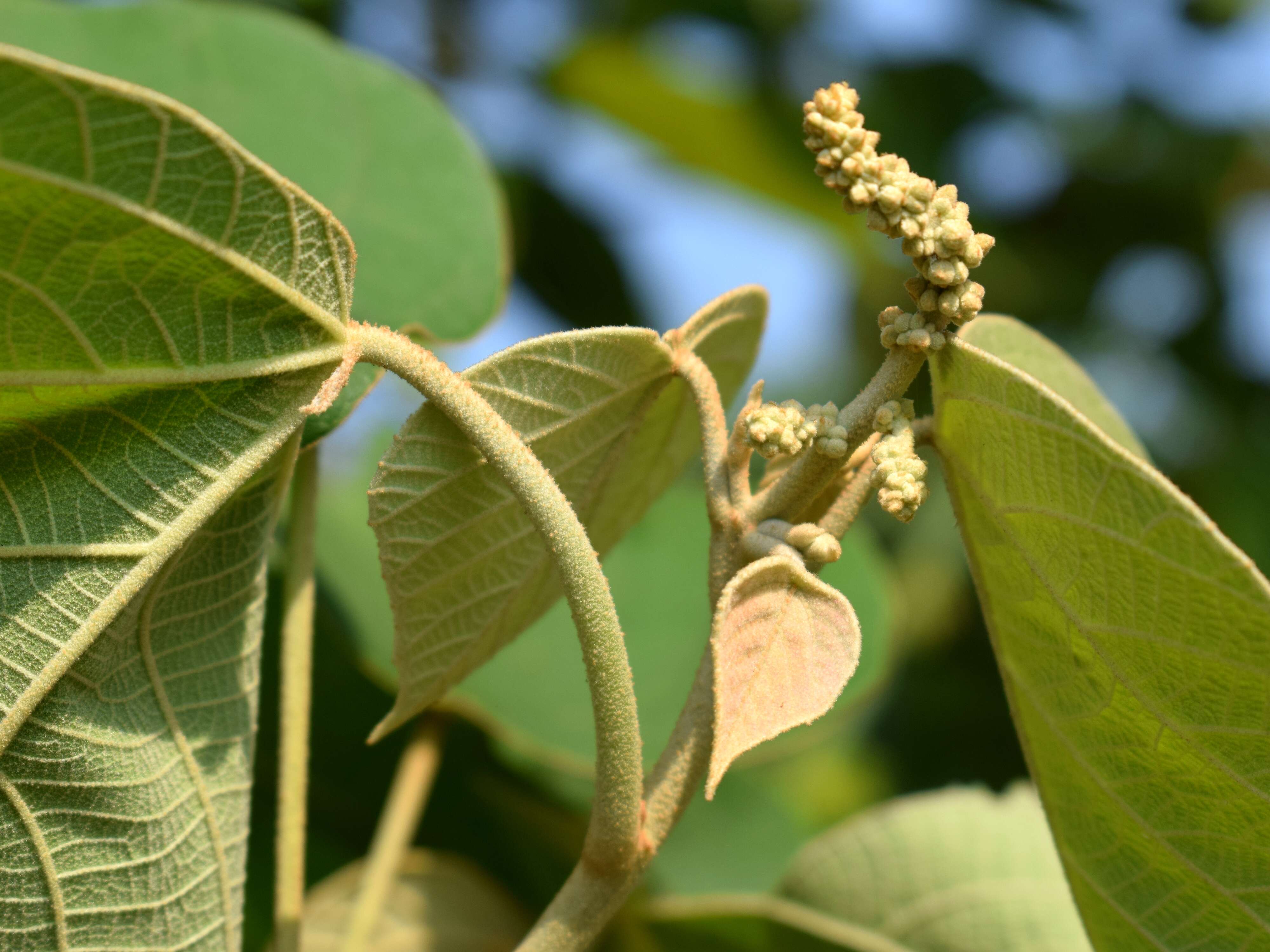 Image of Mallotus mollissimus (Geiseler) Airy Shaw