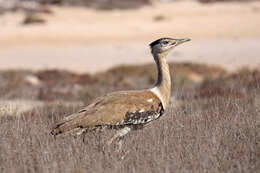 Image of Australian Bustard