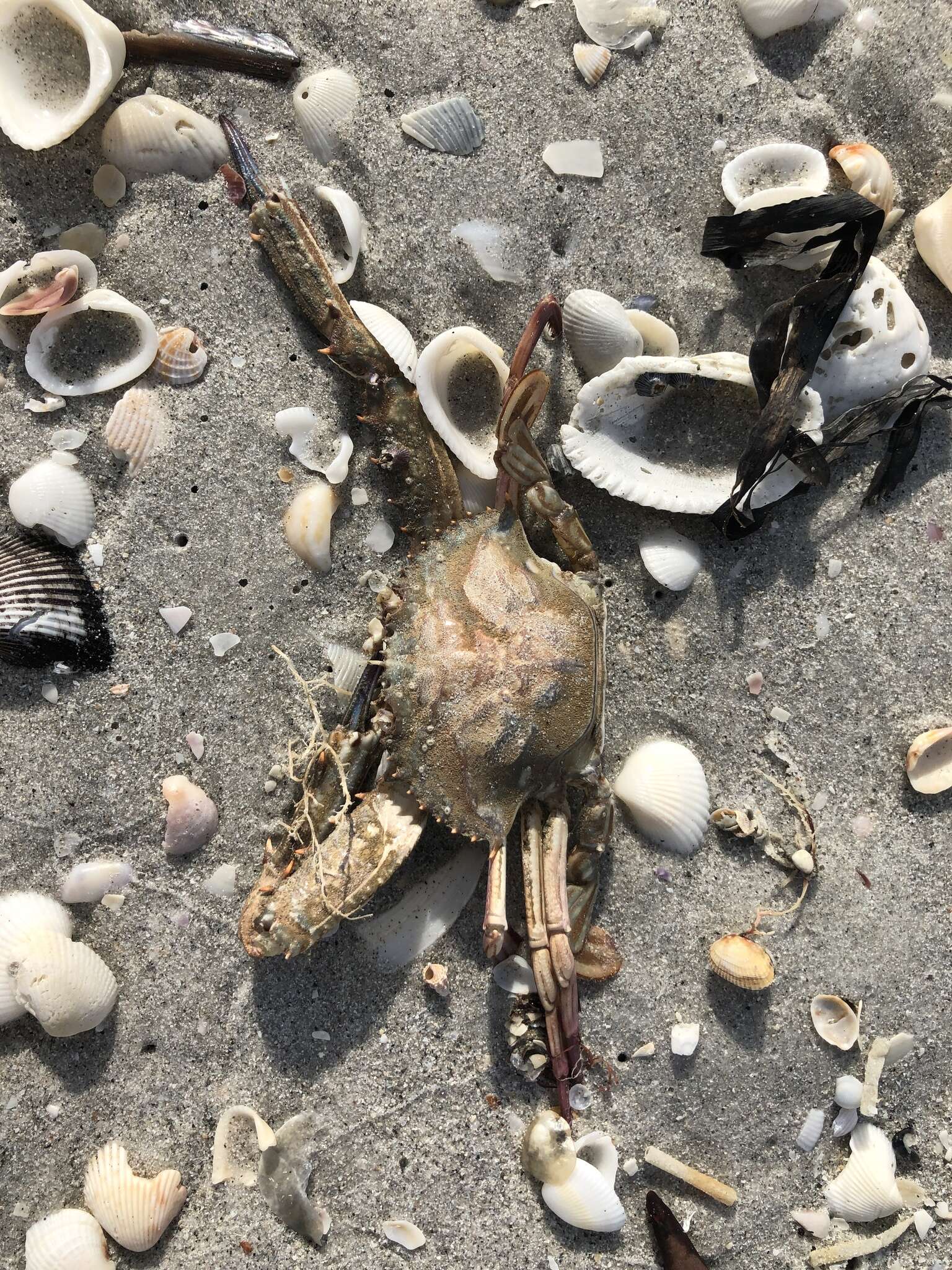 Image of blotched swimming crab