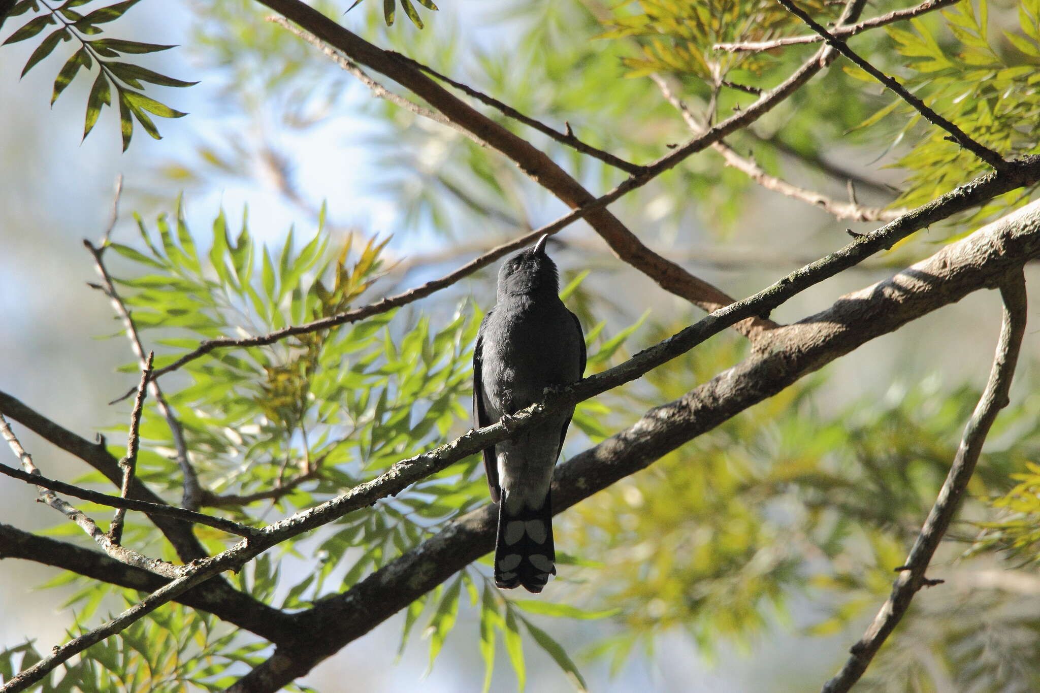 Image of Black-winged Cuckooshrike