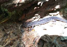 Image of Wehrle's Salamander