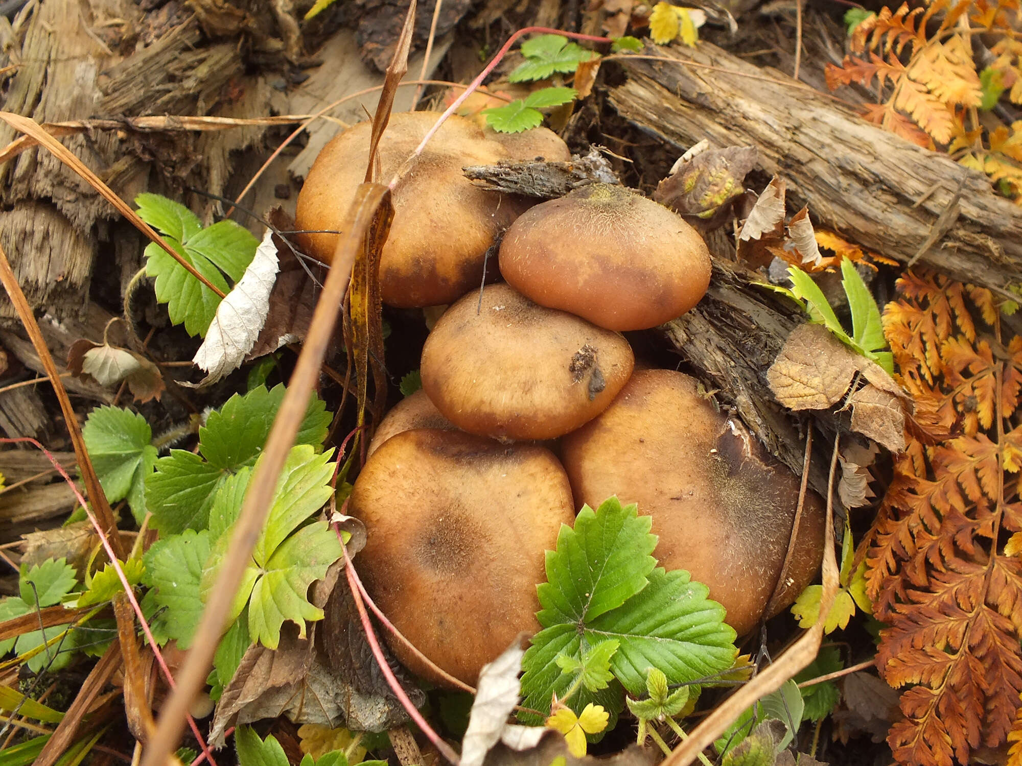 Image of Armillaria ostoyae (Romagn.) Herink 1973