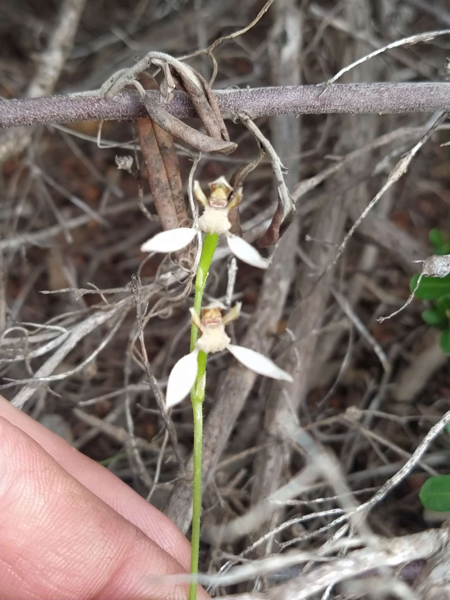 Eriochilus dilatatus Lindl.的圖片