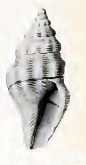 Image of Macteola interrupta (Reeve 1846)