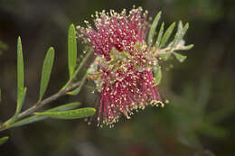 صورة Callistemon flavovirens (Cheel) Cheel