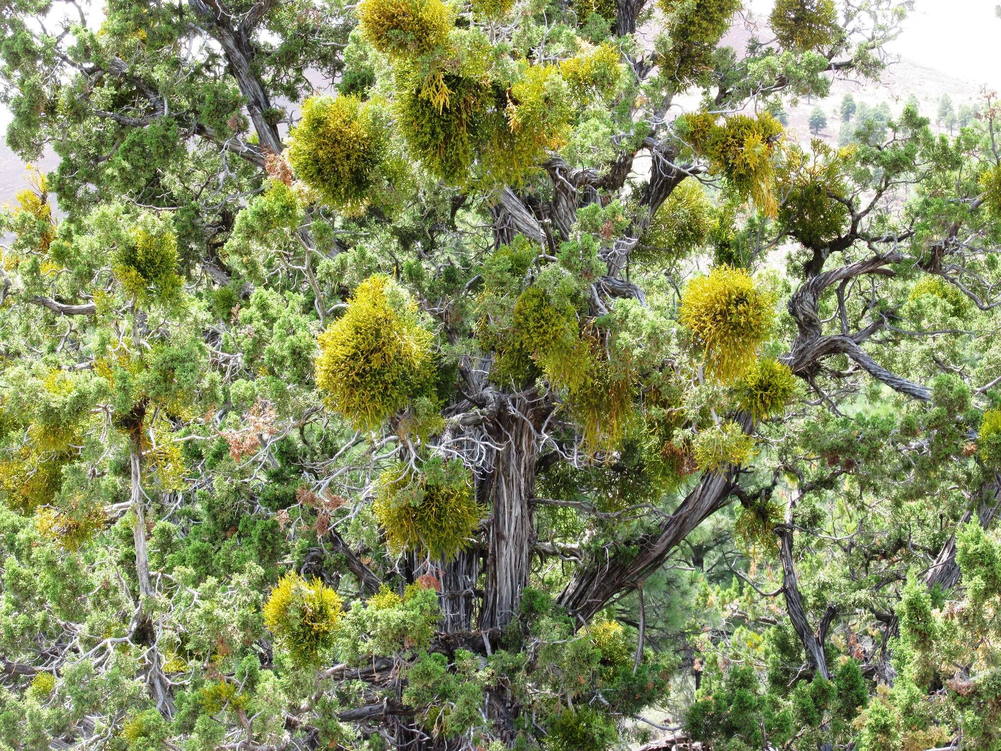 Image of juniper mistletoe