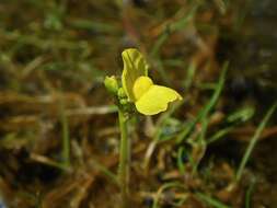 Image de Utricularia aurea Lour.