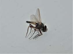 Image of Little House Fly