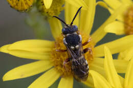 Image of Nomada flavopicta (Kirby 1802)